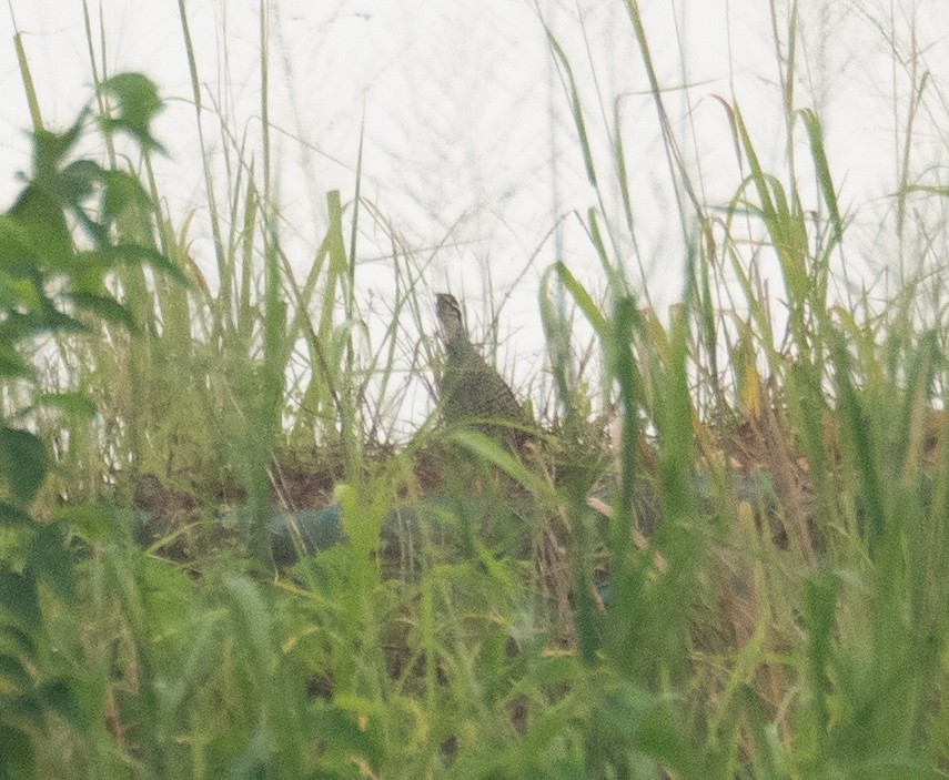 Perlfrankolin - ML646217683