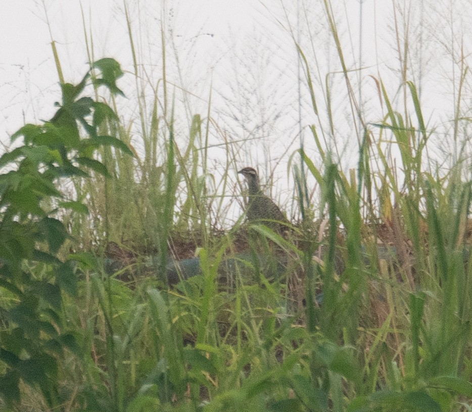 Perlfrankolin - ML646217684