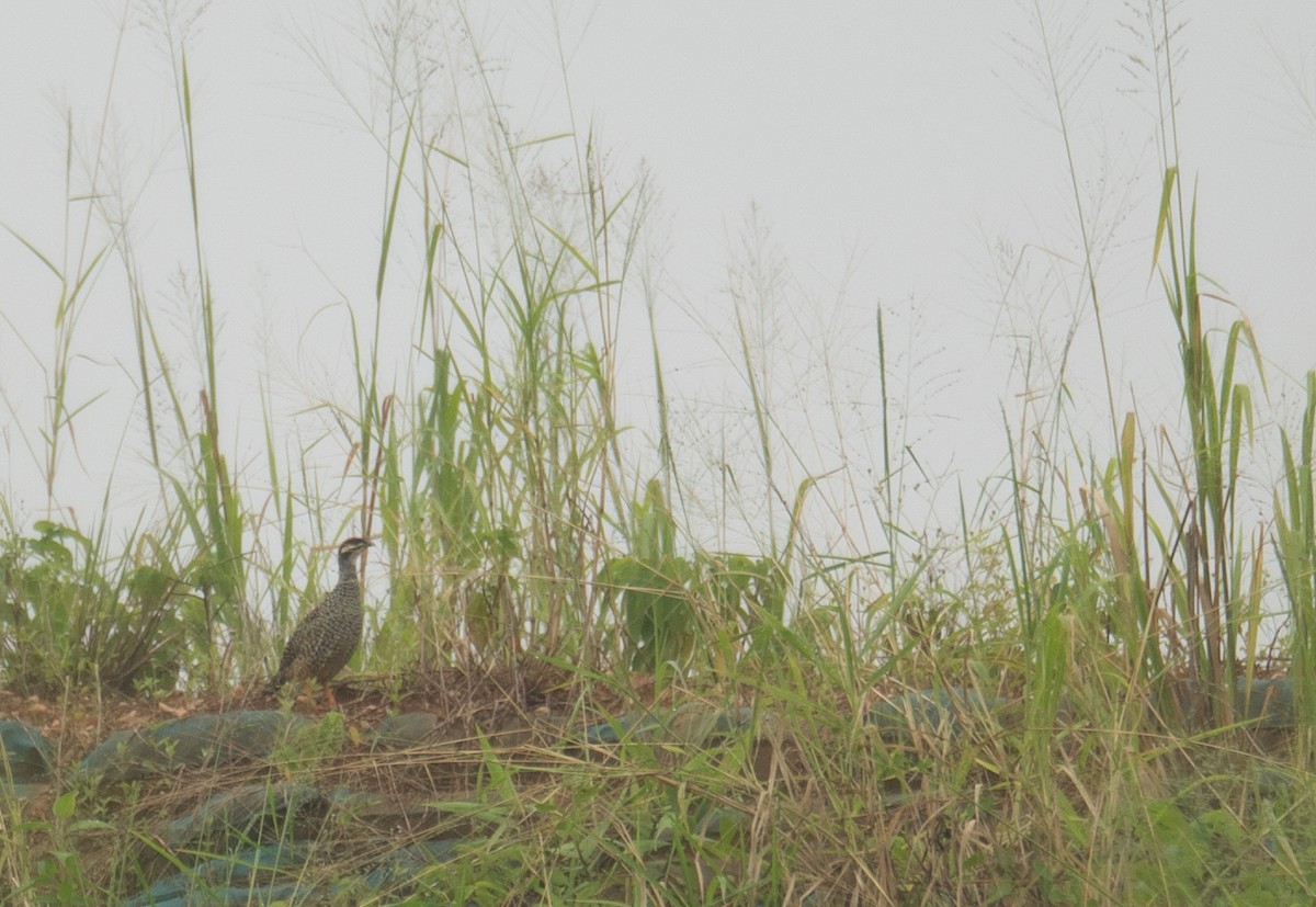 Perlfrankolin - ML646217686