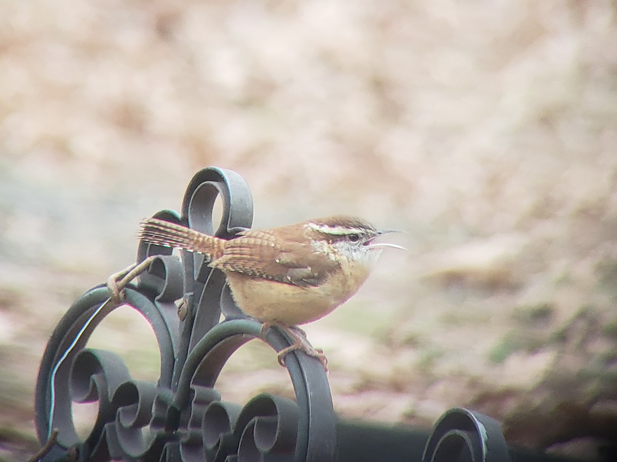 Carolina Wren - ML646217691