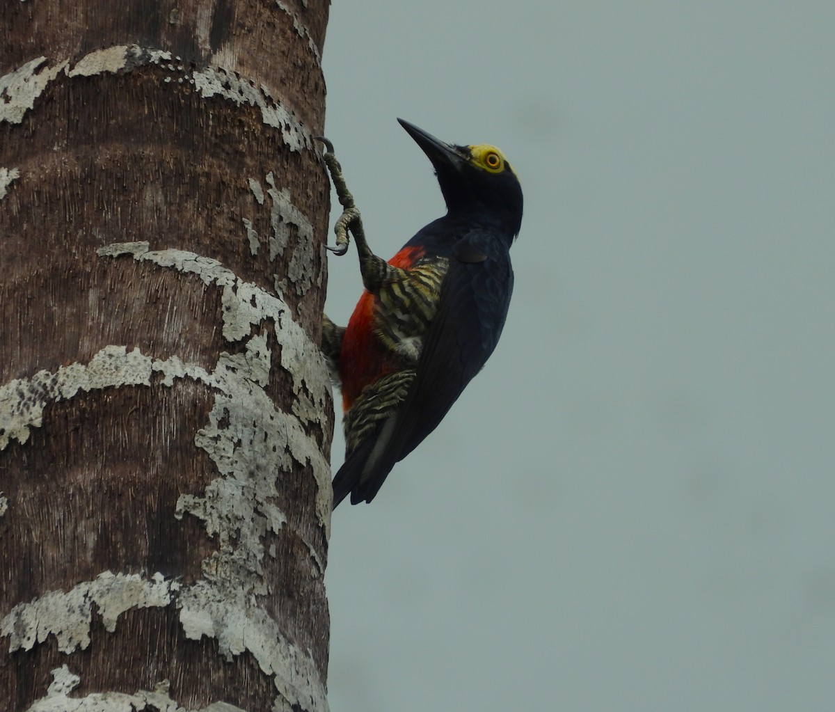 マミジロミヤビゲラ - ML646217706