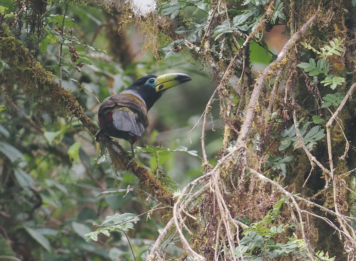 Hooded Mountain-Toucan - ML646217711