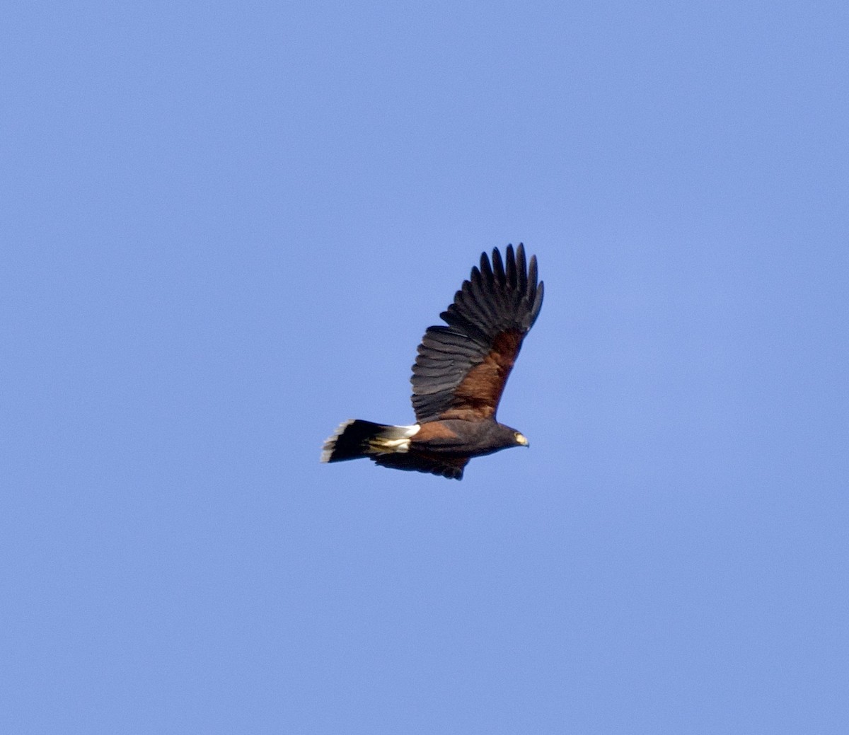 Harris's Hawk - ML646217712