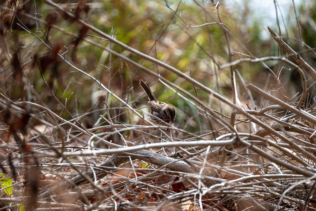 Song Sparrow - ML646217716