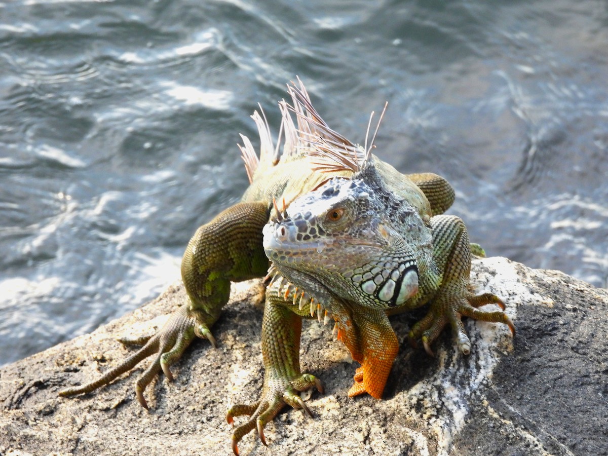 Green Iguana - ML646217731