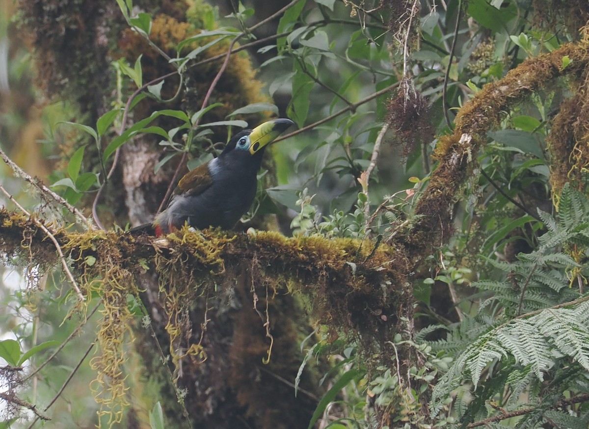 Hooded Mountain-Toucan - ML646217733