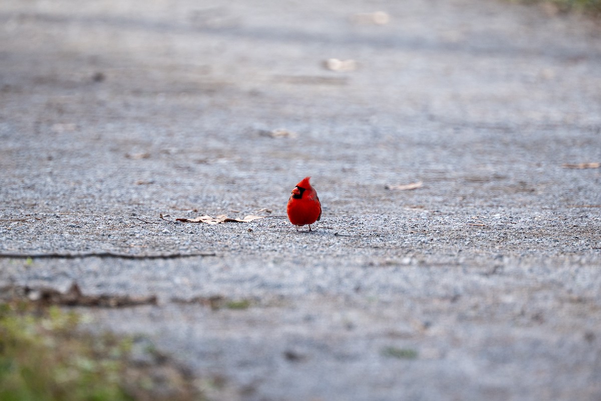 Northern Cardinal - ML646217734