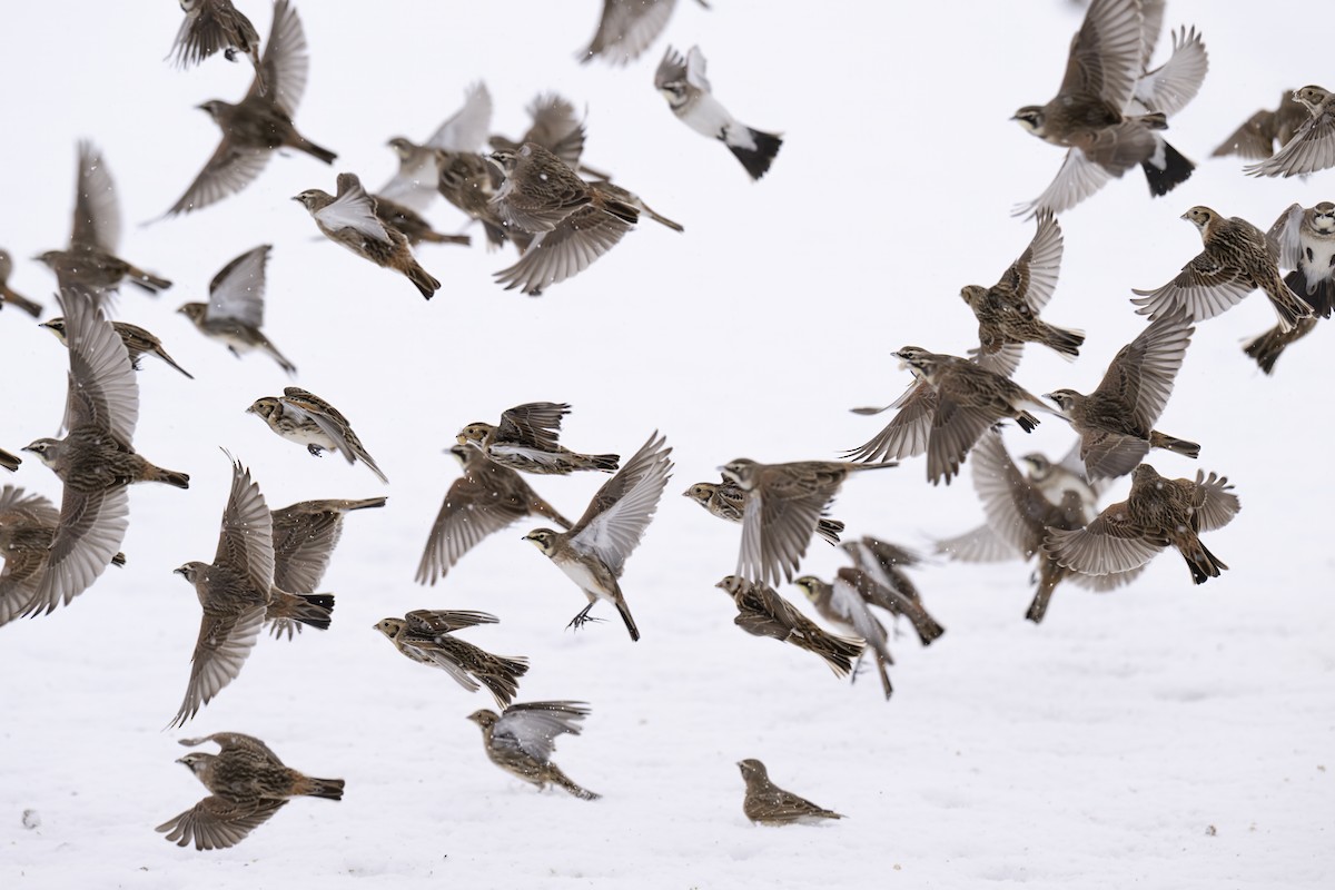 Lapland Longspur - ML646217743