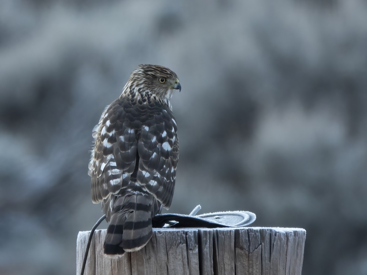 Cooper's Hawk - ML646217744