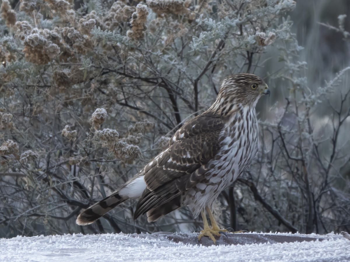 Cooper's Hawk - ML646217745
