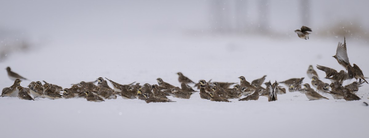 Horned Lark - ML646217746