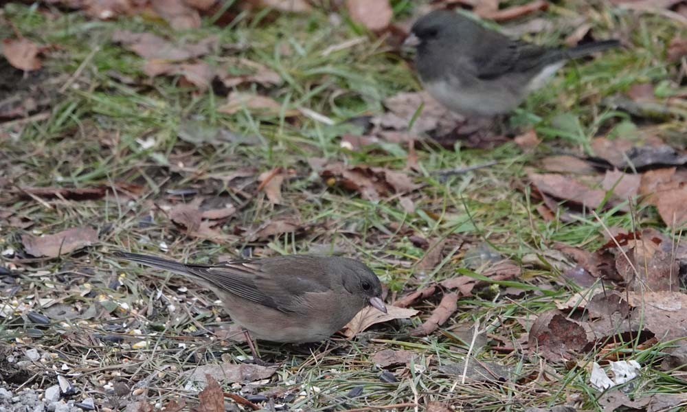 Dark-eyed Junco - ML646217758