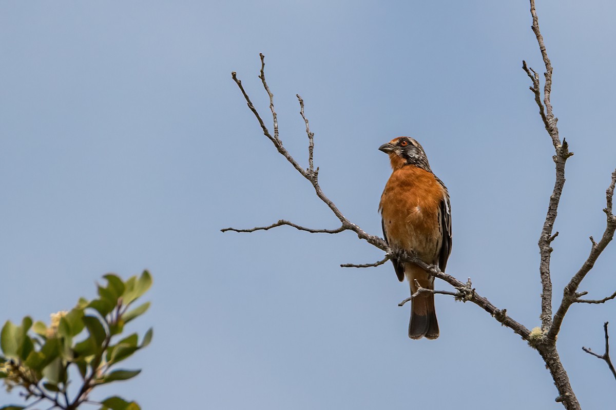 Rufous-tailed Plantcutter - ML646217763