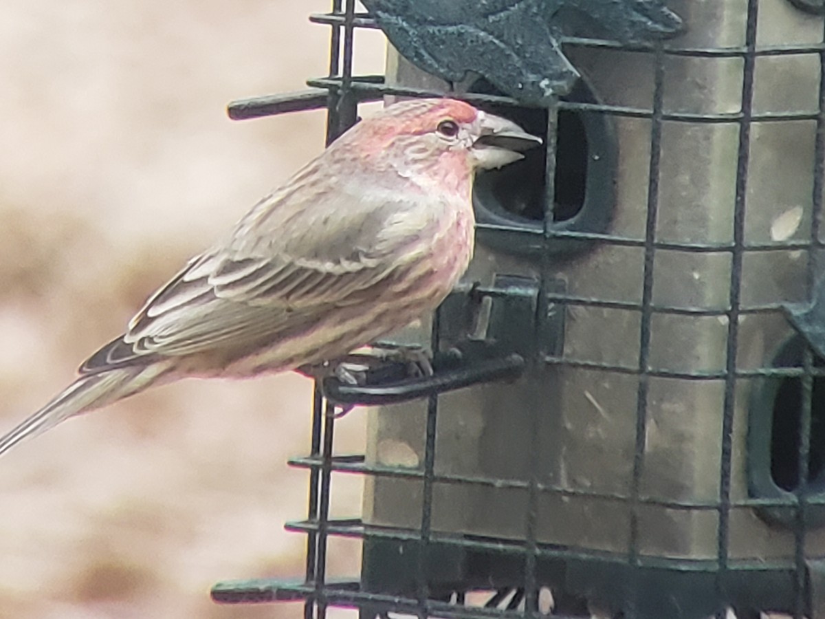 House Finch - ML646217764