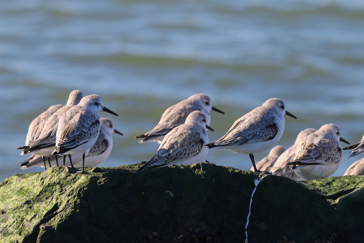 Txirri zuria - ML646217765