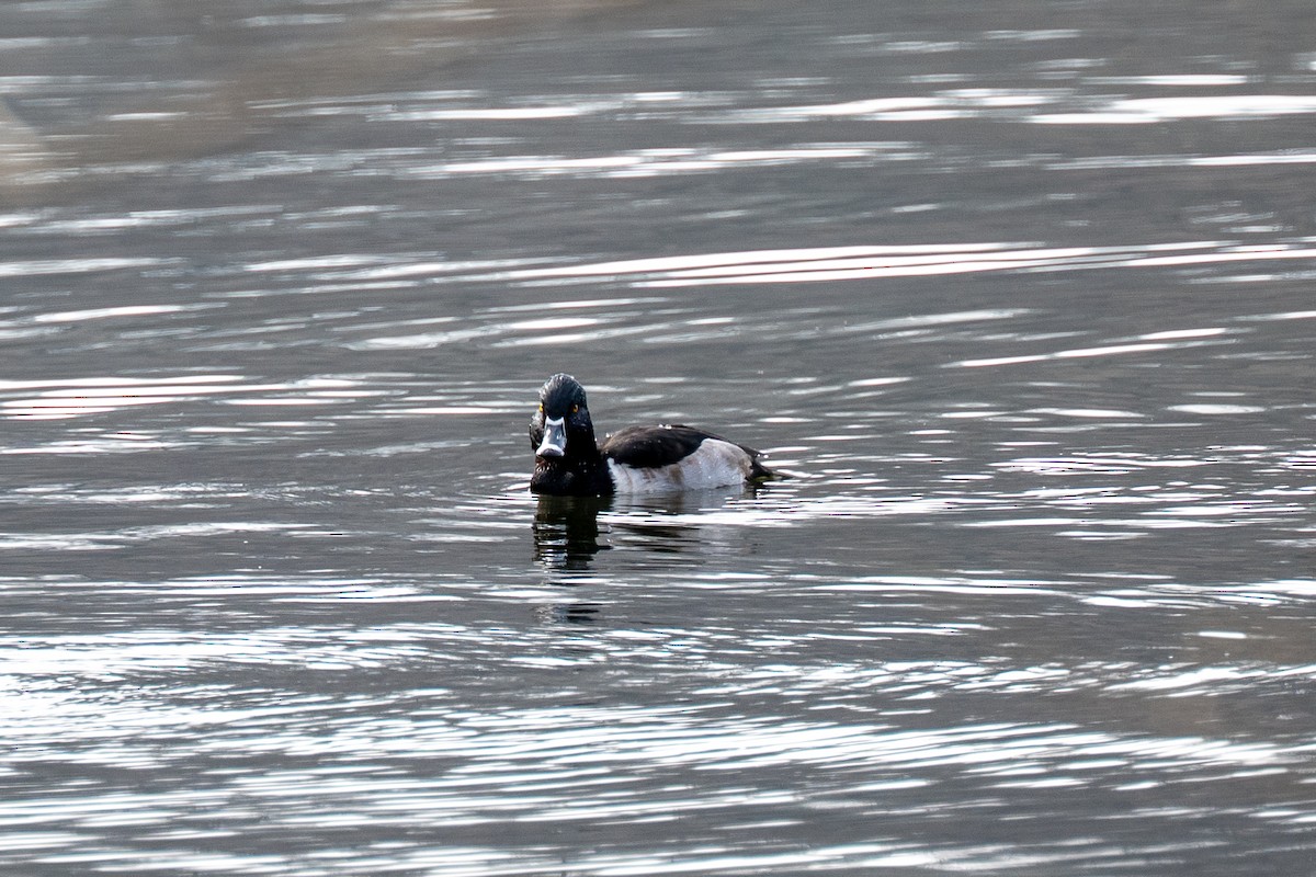 Ring-necked Duck - ML646217778