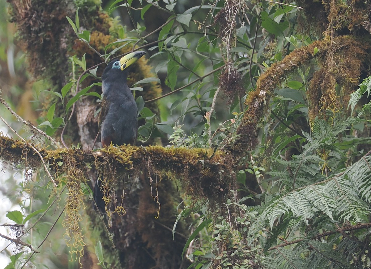 Hooded Mountain-Toucan - ML646217781