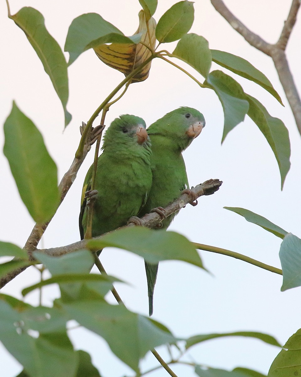 White-winged Parakeet - ML646217782