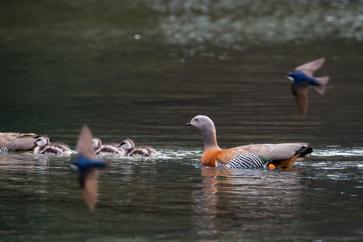Blue-and-white Swallow - ML646217786