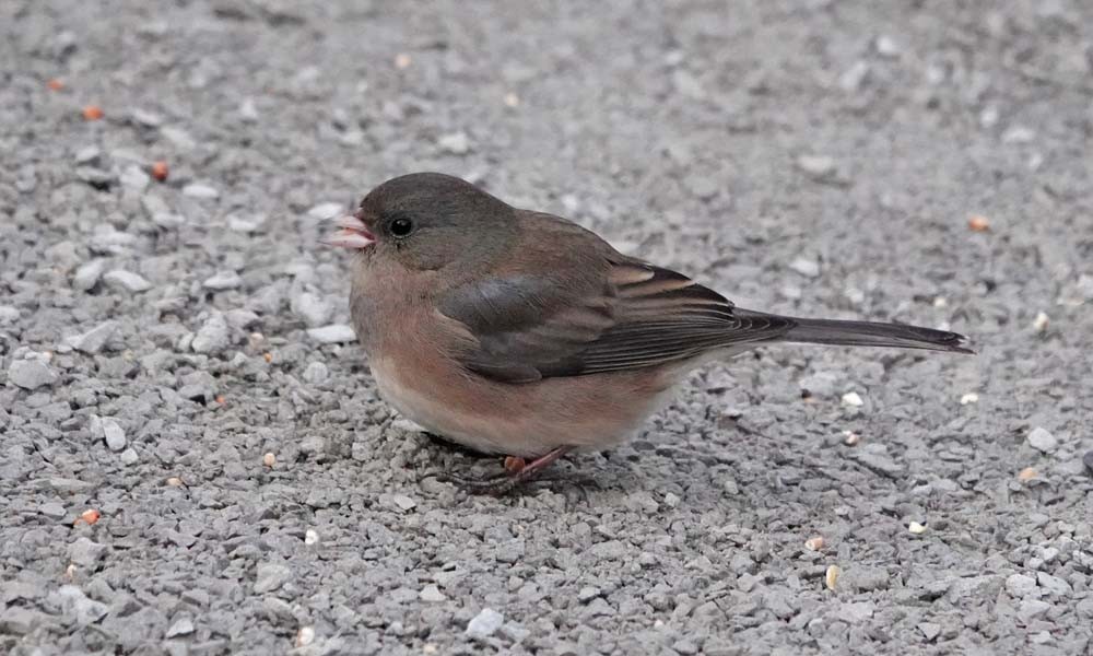 Dark-eyed Junco - ML646217788