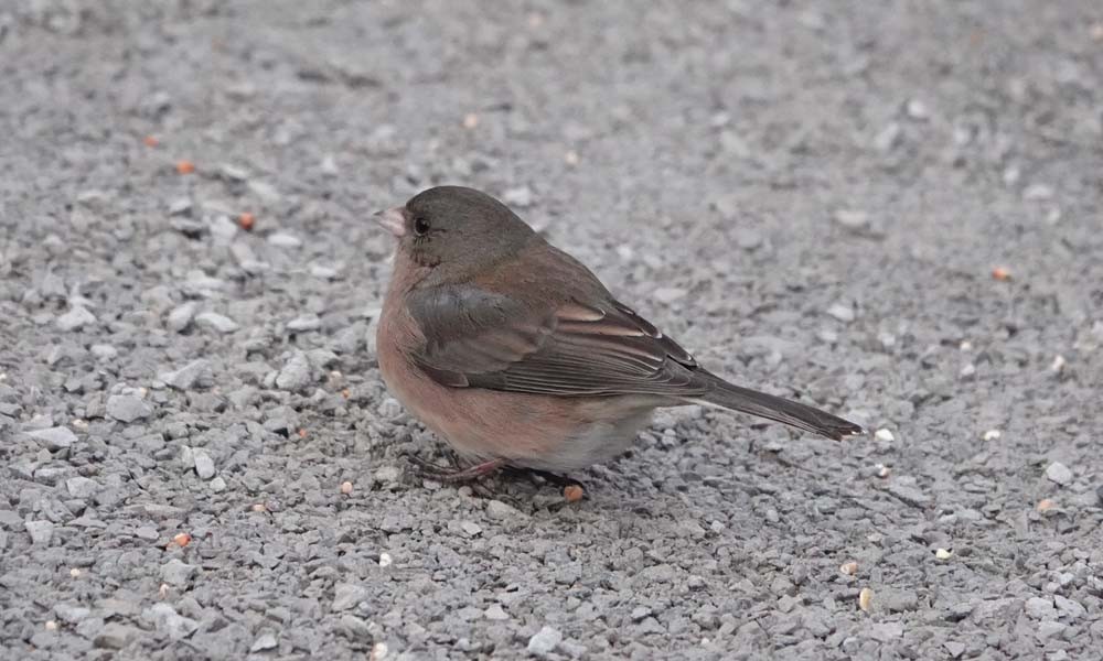 Dark-eyed Junco - ML646217789