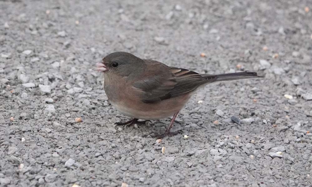 Dark-eyed Junco - ML646217790