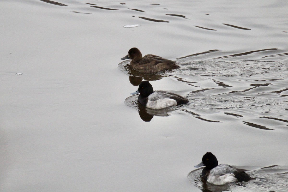 Lesser Scaup - ML646217791