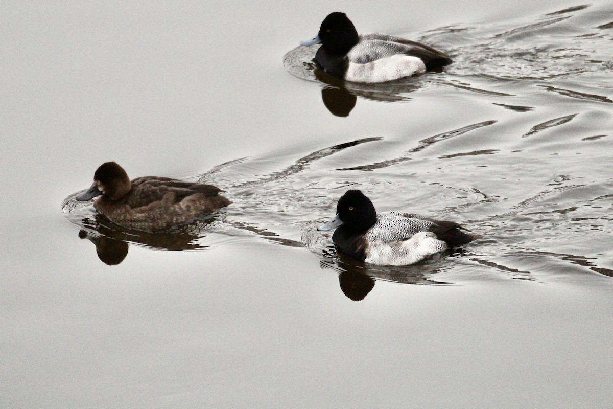 Lesser Scaup - ML646217792