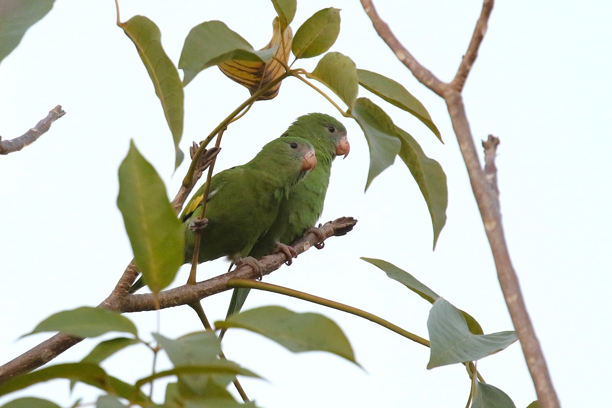 White-winged Parakeet - ML646217794