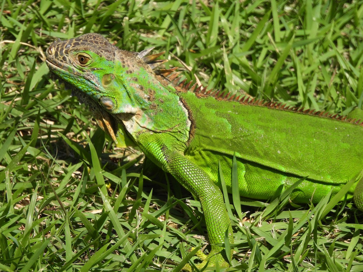 Green Iguana - ML646217795