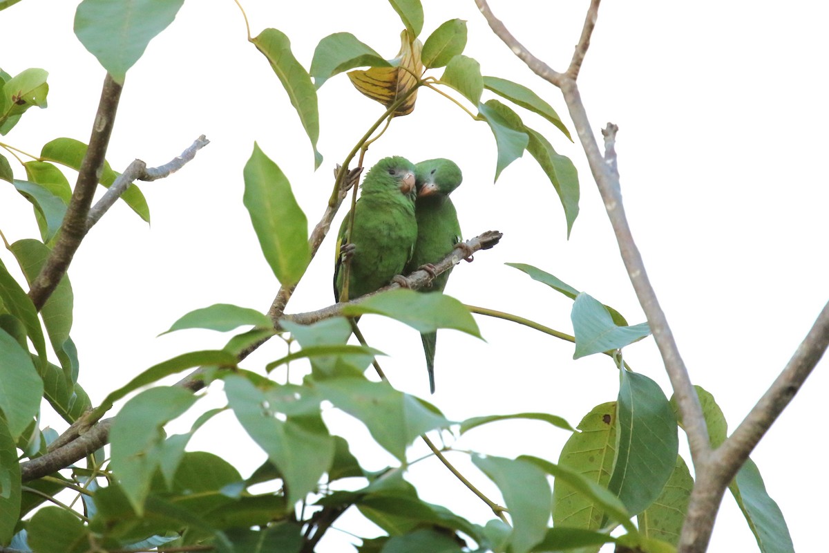 White-winged Parakeet - ML646217797
