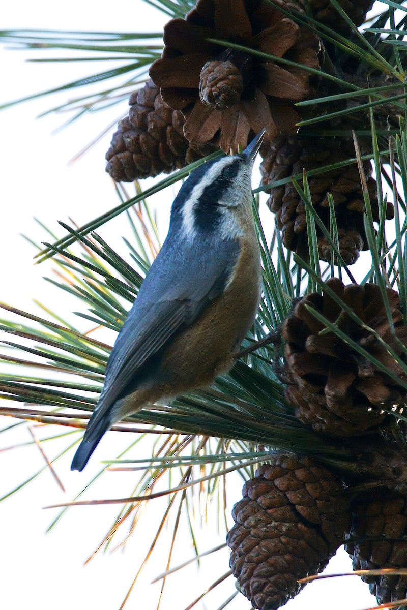 Red-breasted Nuthatch - ML646217800