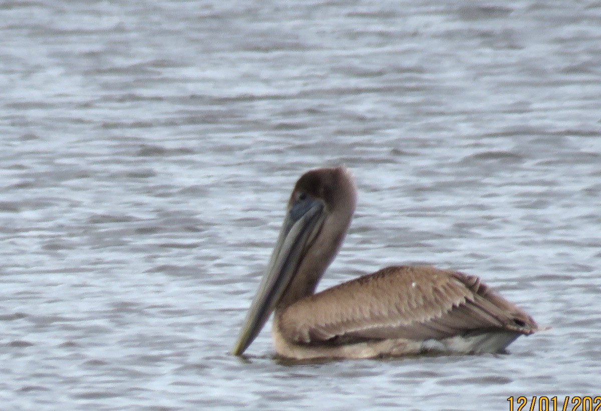 Brown Pelican - ML646217801
