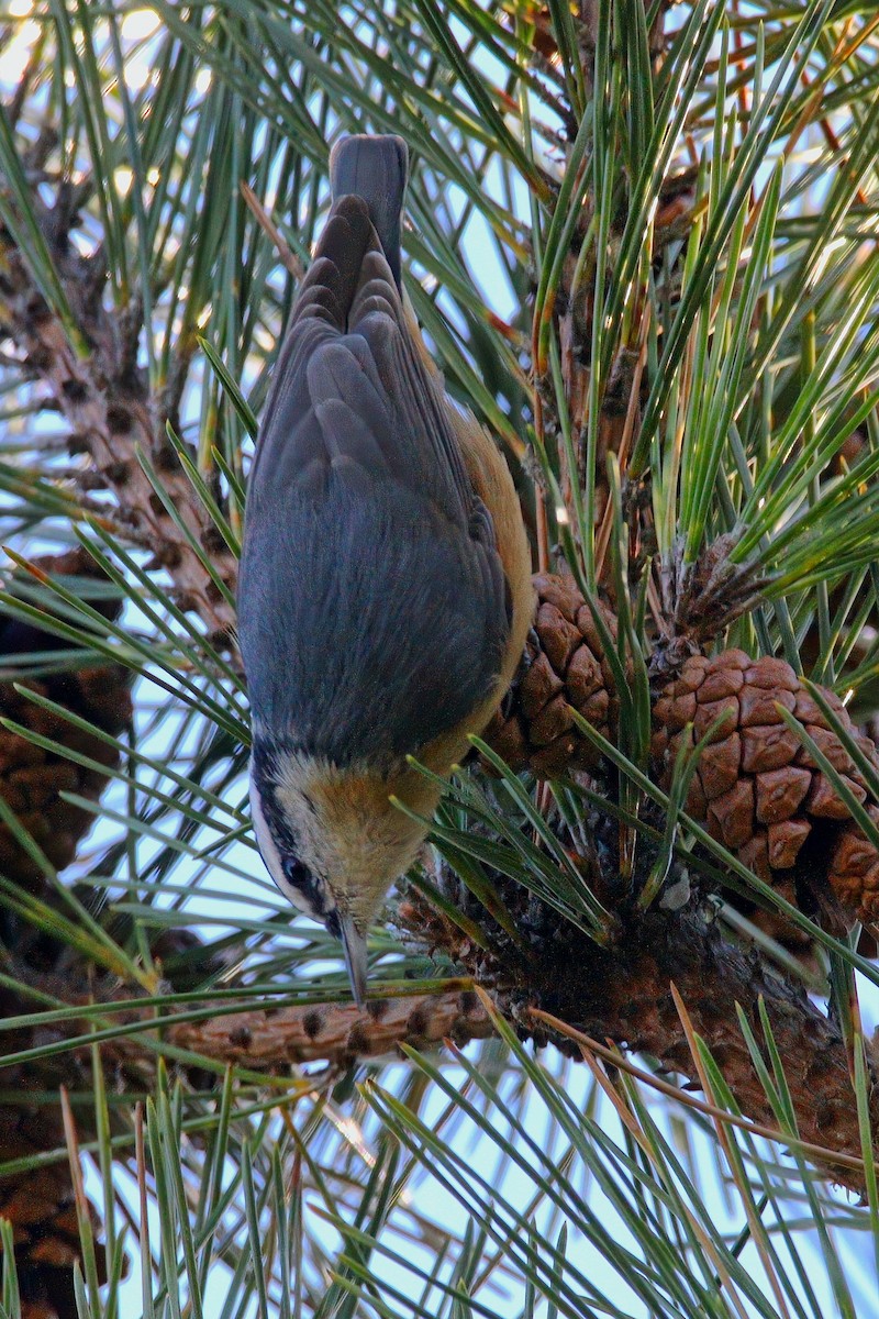 Red-breasted Nuthatch - ML646217802