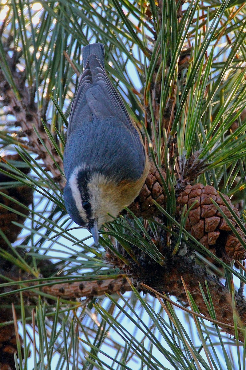 Red-breasted Nuthatch - ML646217803
