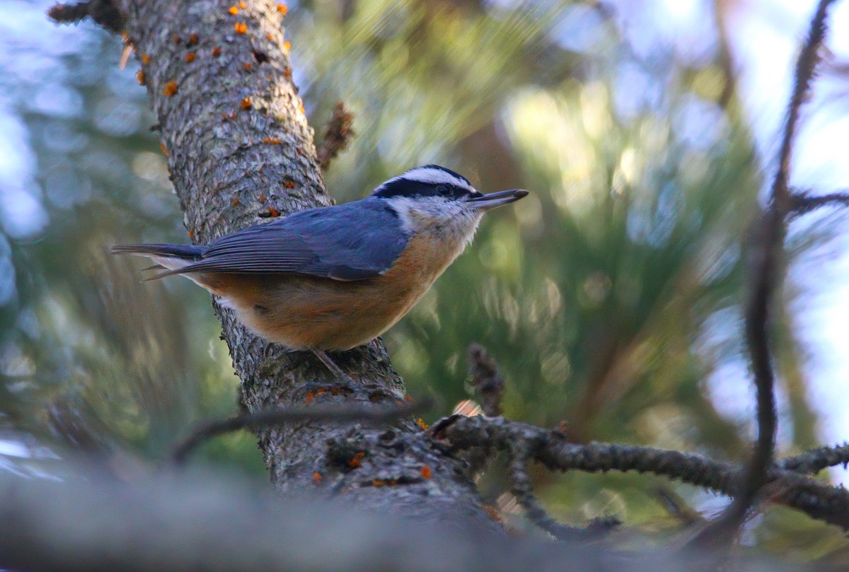 Red-breasted Nuthatch - ML646217804