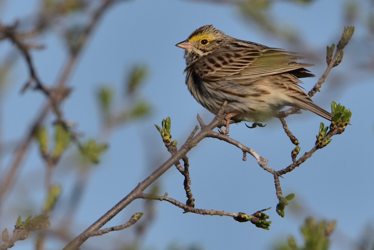 Savannah Sparrow - ML646217805