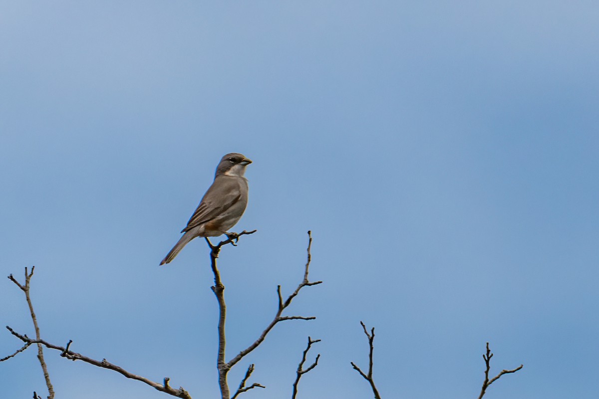 Diuca Finch - ML646217807