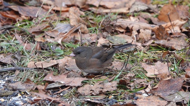 Kara Gözlü Junko - ML646217808
