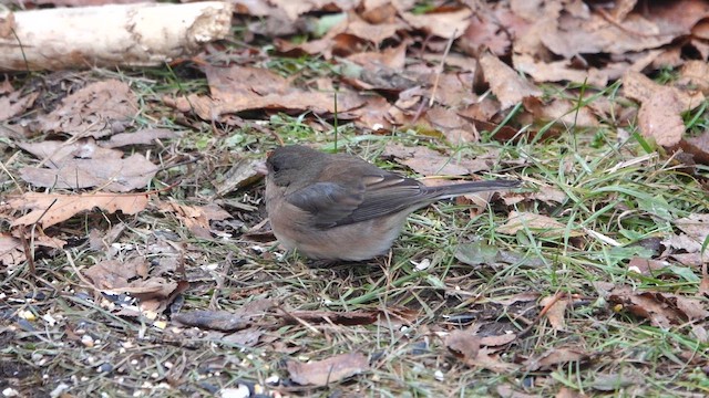 Kara Gözlü Junko - ML646217811