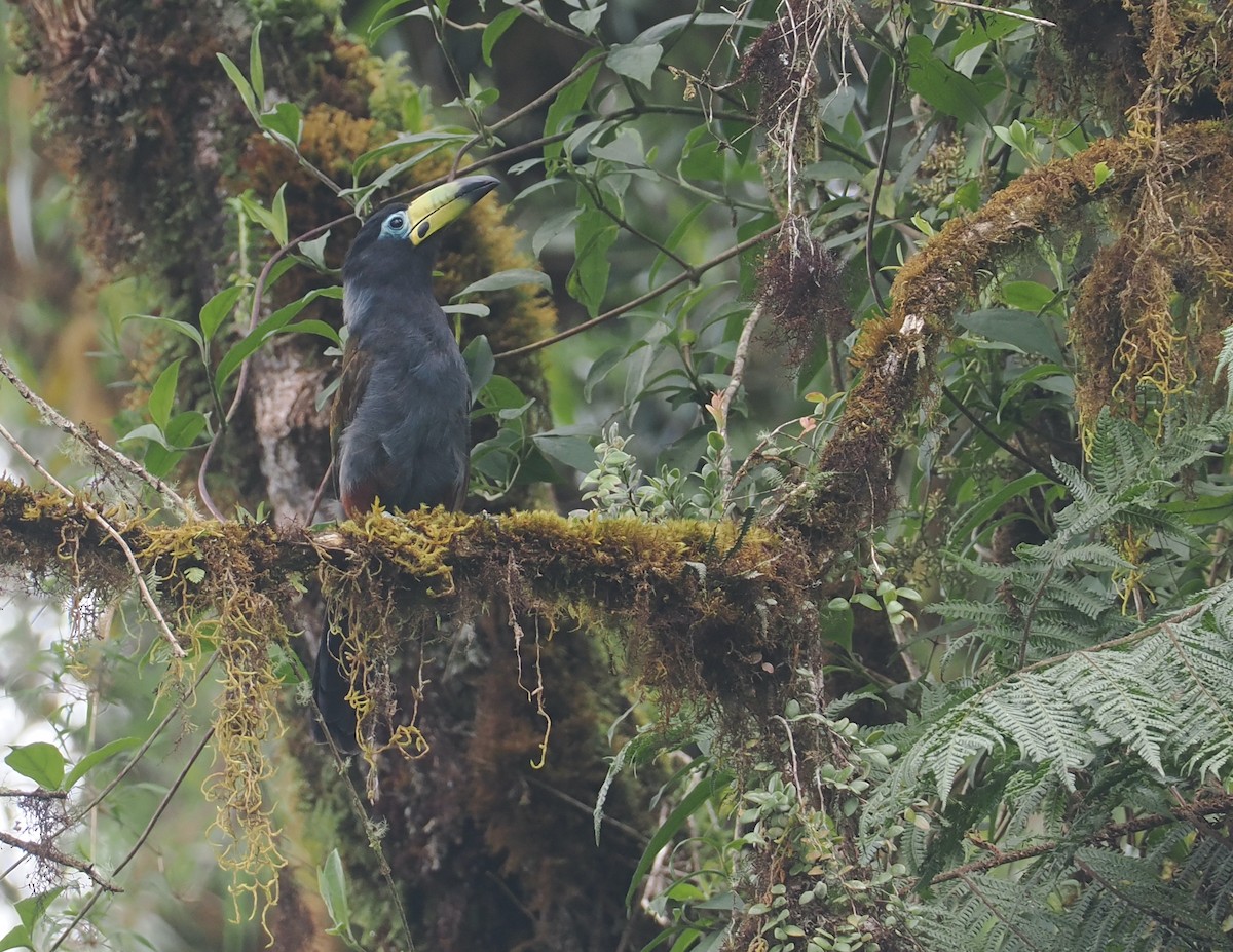 Hooded Mountain-Toucan - ML646217812