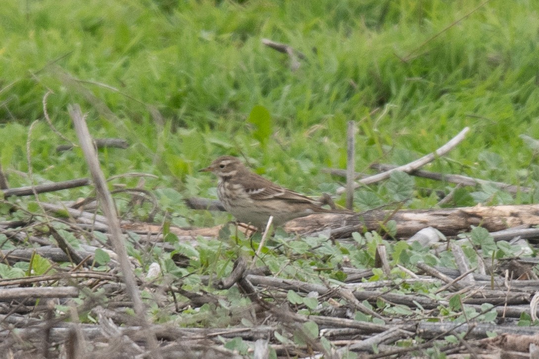 Amerikapieper - ML646217813