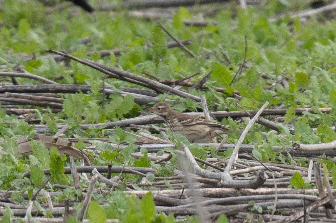 Amerikapieper - ML646217814