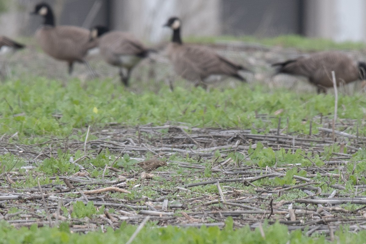 Amerikapieper - ML646217815