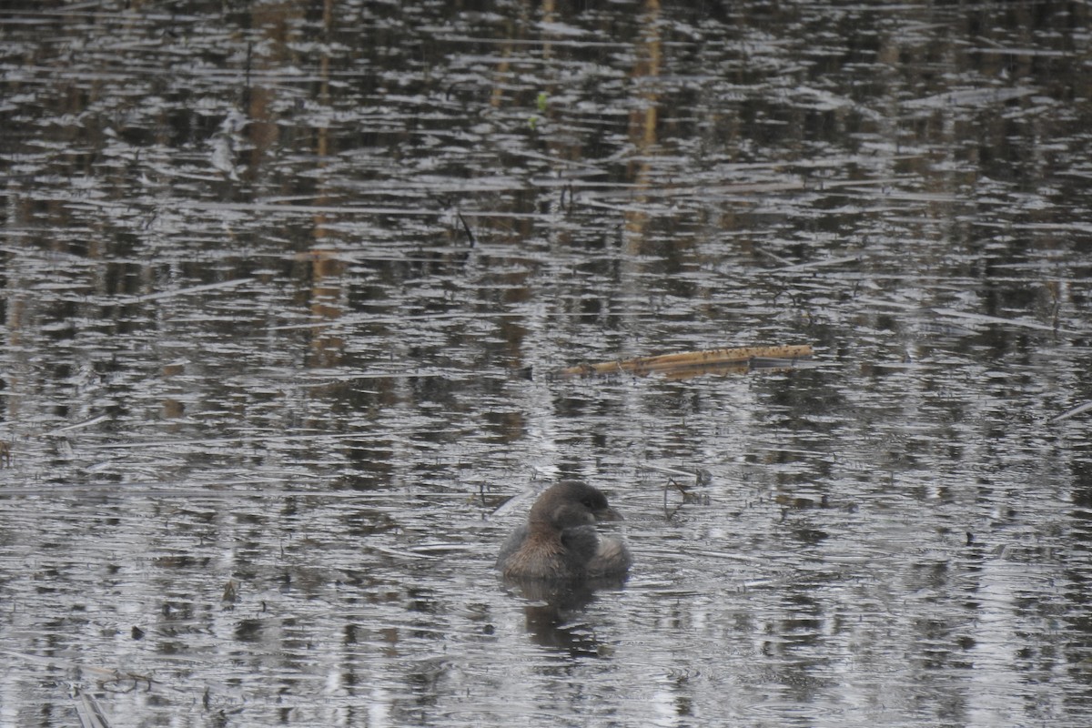 Pied-billed Grebe - ML646217821