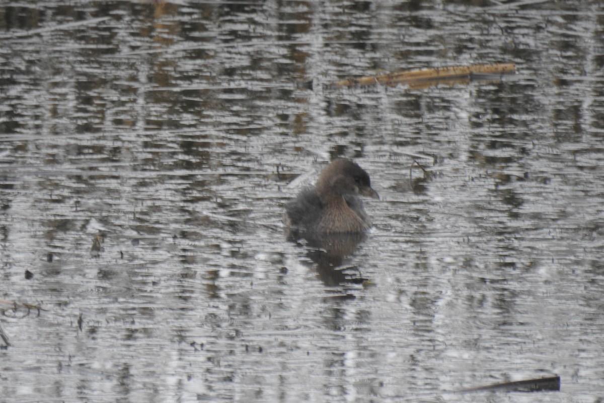 Pied-billed Grebe - ML646217822