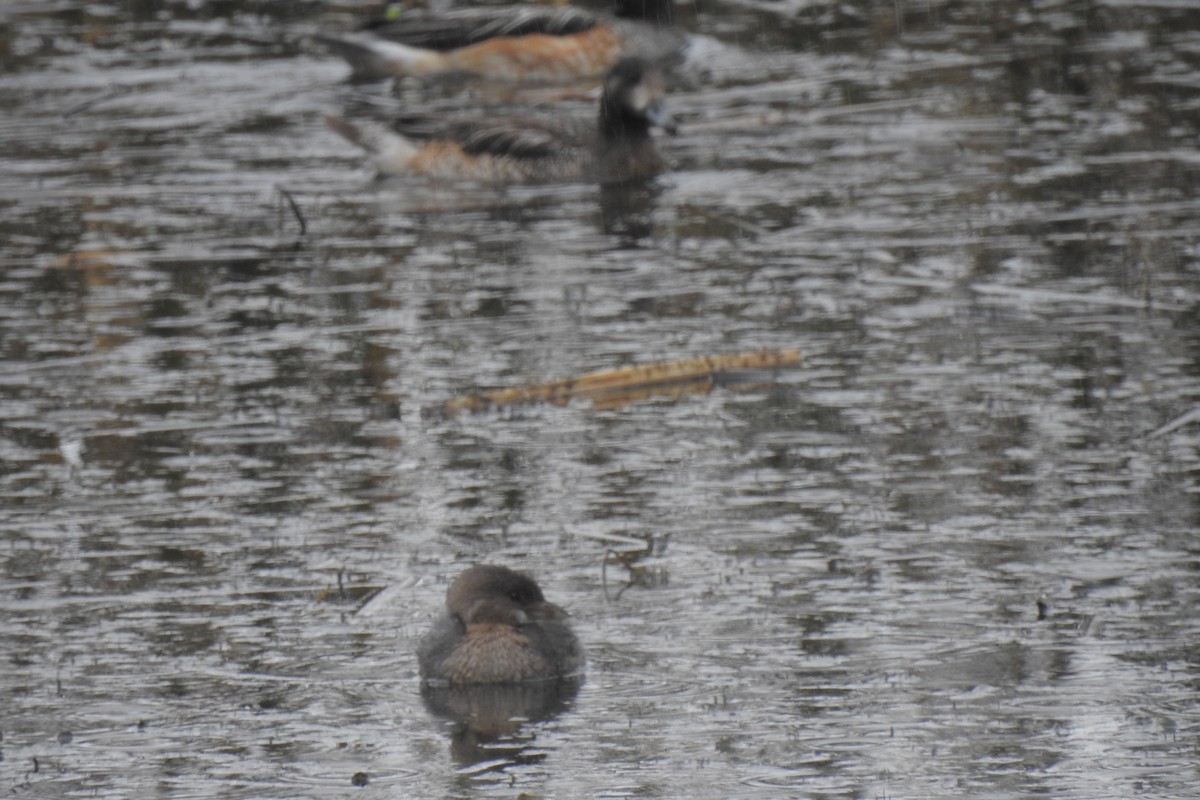 Pied-billed Grebe - ML646217823