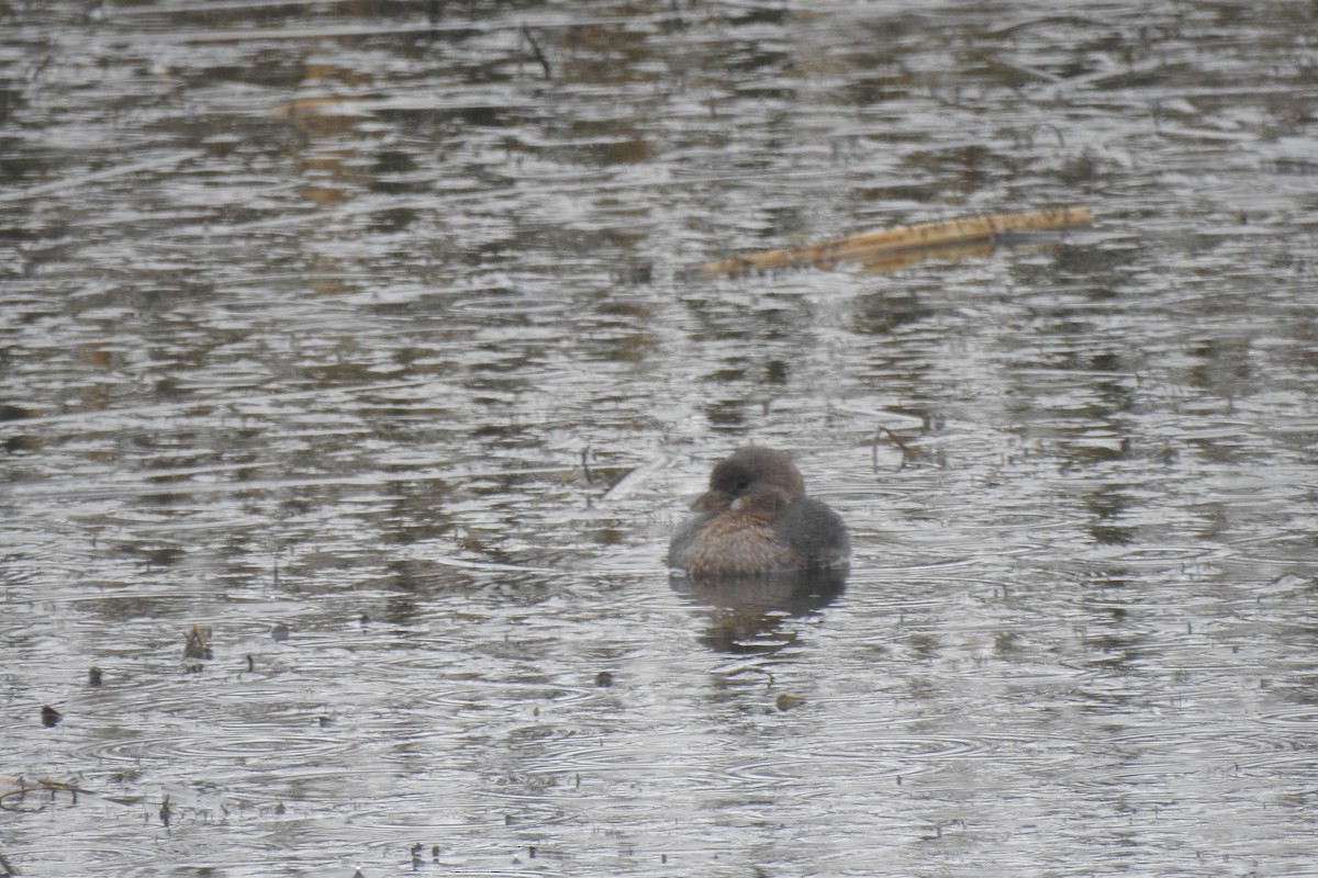 Pied-billed Grebe - ML646217825