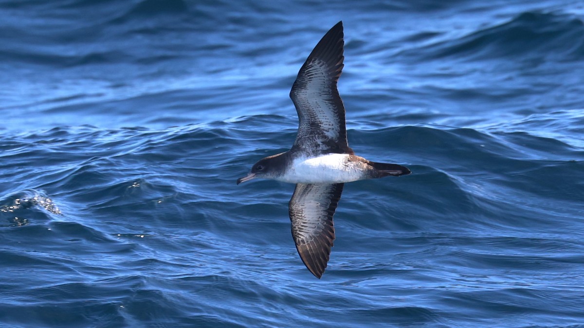 Pink-footed Shearwater - ML646217827