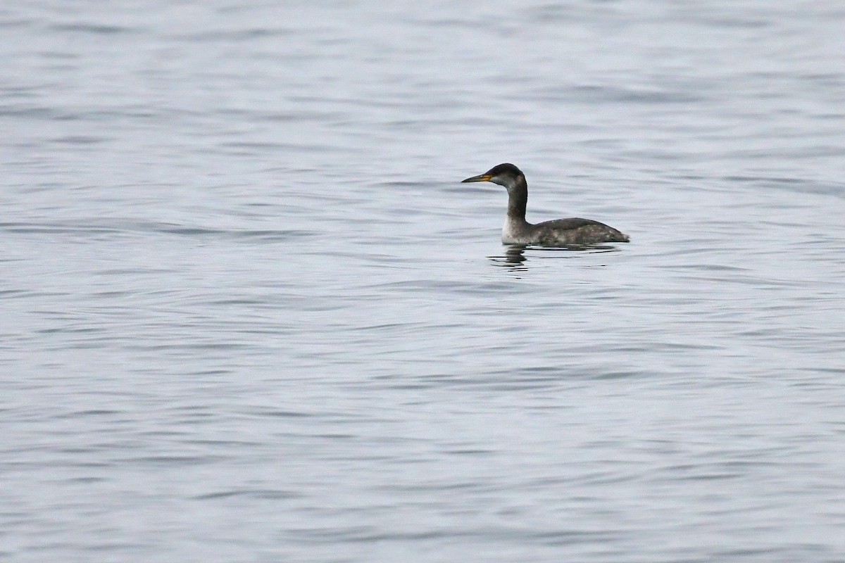 Red-necked Grebe - ML646217836